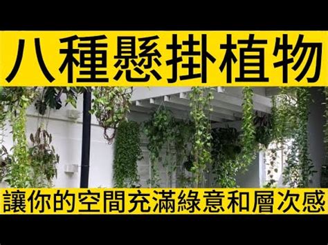 吊掛 植物|【吊掛植栽】11種超美吊掛盆栽，新手也能輕鬆養活，為居家增添。